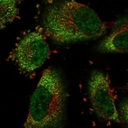 Immunofluorescent staining of human cell line U-251 MG shows localization to nucleoplasm & cytosol.