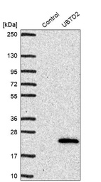 Western blot analysis in control (vector only transfected HEK293T lysate) and UBTD2 over-expression lysate (Co-expressed with a C-terminal myc-DDK tag (~3.1 kDa) in mammalian HEK293T cells, LY407697).