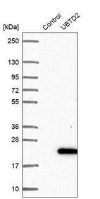 Western blot analysis in control (vector only transfected HEK293T lysate) and UBTD2 over-expression lysate (Co-expressed with a C-terminal myc-DDK tag (~3.1 kDa) in mammalian HEK293T cells, LY407697).