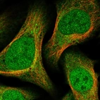 Immunofluorescent staining of human cell line U-2 OS shows localization to nucleoplasm & cytosol.