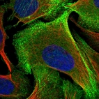 Immunofluorescent staining of human cell line U-2 OS shows localization to plasma membrane, cytosol & actin filaments.
