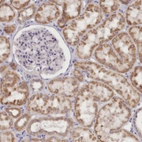 Anti-DCUN1D1 Antibody