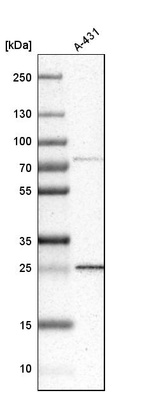 Anti-DCUN1D1 Antibody