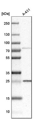 Western blot analysis in human cell line A-431.