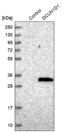 Western blot analysis in control (vector only transfected HEK293T lysate) and DCUN1D1 over-expression lysate (Co-expressed with a C-terminal myc-DDK tag (~3.1 kDa) in mammalian HEK293T cells, LY402796).