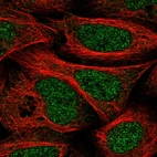 Immunofluorescent staining of human cell line U-2 OS shows localization to nucleoplasm & cytosol.