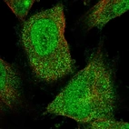 Immunofluorescent staining of human cell line U-251 MG shows localization to nucleoplasm & cytosol.