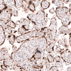 Anti-NUP54 Antibody