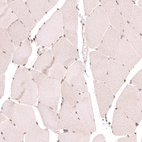 Immunohistochemical staining of human skeletal muscle shows only weak nuclear positivity in striated muscle fibers.