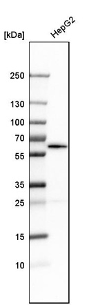 Western blot analysis in human cell line HepG2.