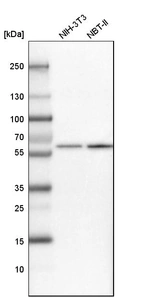Western blot analysis in mouse cell line NIH-3T3 and rat cell line NBT-II.