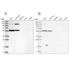 Anti-PLRG1 Antibody