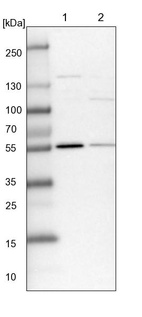 Lane 1: NIH-3T3 cell lysate (Mouse embryonic fibroblast cells)_br/_Lane 2: NBT-II cell lysate (Rat Wistar bladder tumour cells)