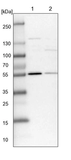 Lane 1: NIH-3T3 cell lysate (Mouse embryonic fibroblast cells)_br/_Lane 2: NBT-II cell lysate (Rat Wistar bladder tumour cells)