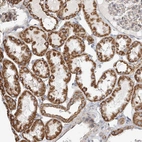 Anti-ZFYVE16 Antibody