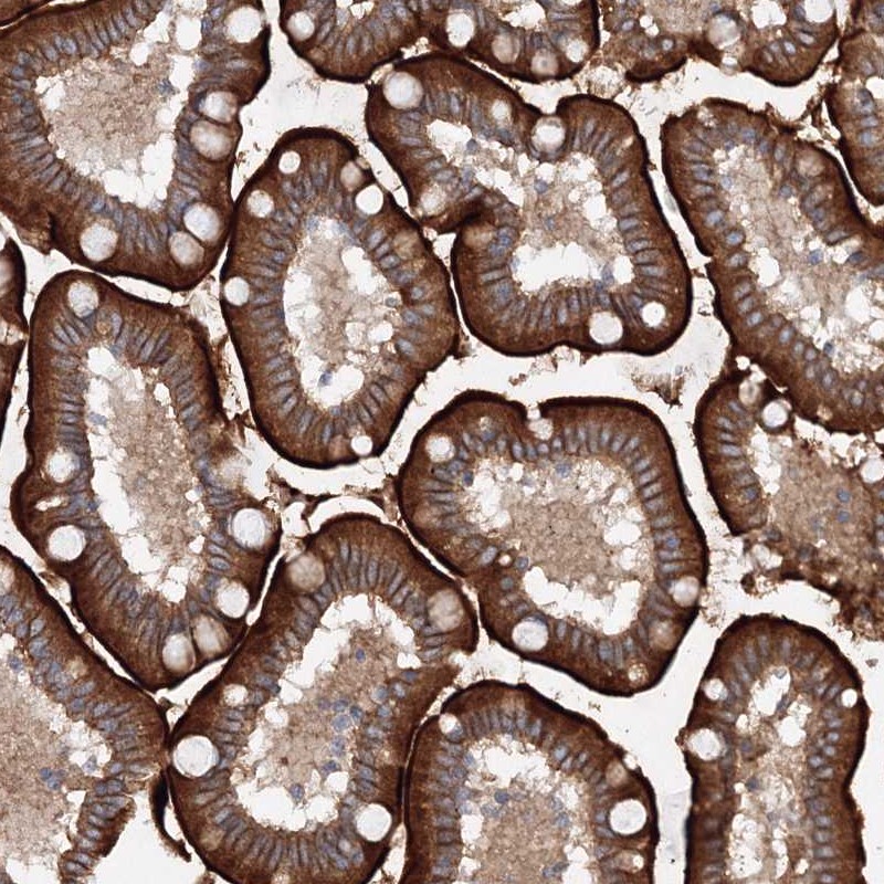 Anti-SLC36A1 Antibody