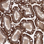 Anti-SLC36A1 Antibody