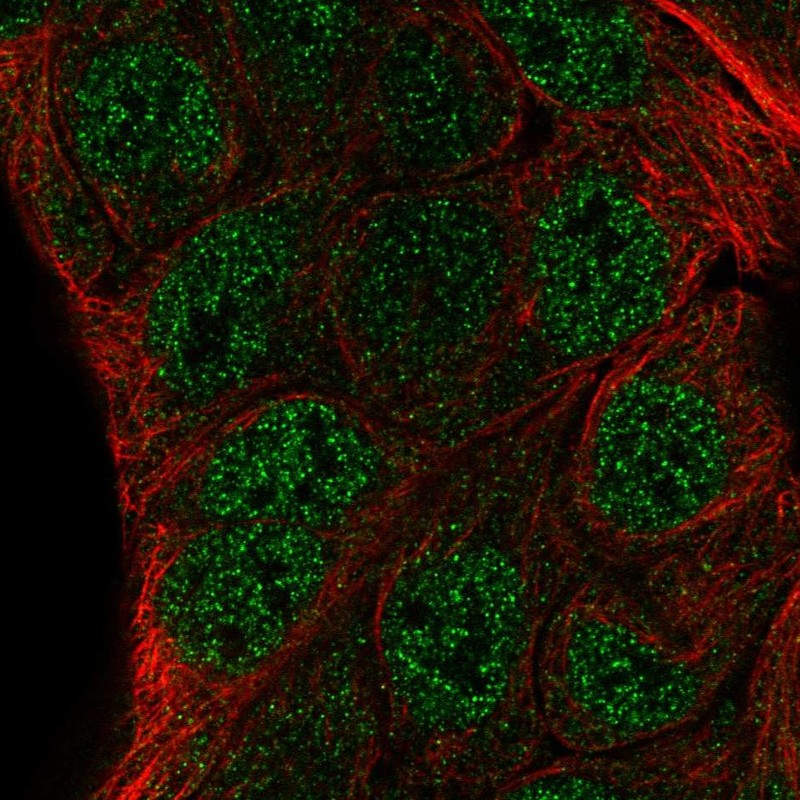 Anti-ZNF488 Antibody