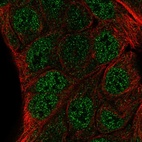 Anti-ZNF488 Antibody