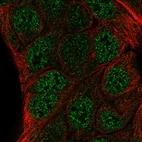 Anti-ZNF488 Antibody