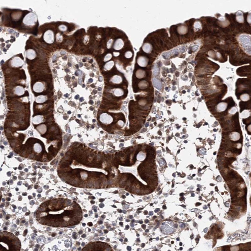 Anti-ZNF488 Antibody