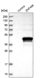 Western blot analysis in control (vector only transfected HEK293T lysate) and ZNF488 over-expression lysate (Co-expressed with a C-terminal myc-DDK tag (~3.1 kDa) in mammalian HEK293T cells, LY403503).