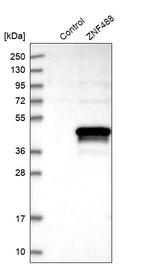 Anti-ZNF488 Antibody