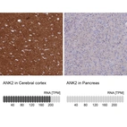 Anti-ANK2 Antibody
