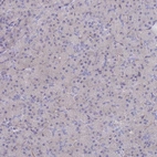 Immunohistochemical staining of human pancreas shows low expression as expected.