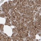 Immunohistochemical staining of human Pancreas shows moderate granular cytoplasmic positivity in exocrine glandular cells.