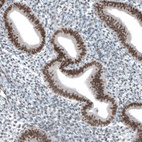 Immunohistochemical staining of human endometrium shows moderate nuclear positivity in glandular cells.