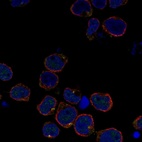 Immunofluorescent staining of human cell line REH shows localization to centrosome.