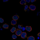 Immunofluorescent staining of human cell line REH shows localization to centrosome.