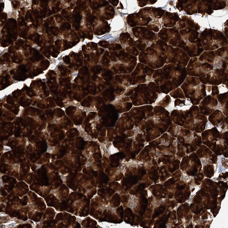 Anti-DNAJB14 Antibody