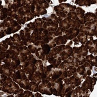 Anti-DNAJB14 Antibody