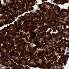 Anti-DNAJB14 Antibody