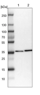 Lane 1: NIH-3T3 cell lysate (Mouse embryonic fibroblast cells)_br/_Lane 2: NBT-II cell lysate (Rat Wistar bladder tumour cells)