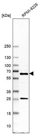Western blot analysis in human cell line RPMI-8226.