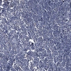 Immunohistochemical staining of human lymph node shows no positivity in non-germinal center cells as expected.