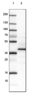 Lane 1: Marker [kDa] 250, 130, 100, 70, 55, 35, 25, 15, 10_br/_Lane 2: Human Skeletal muscle tissue