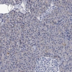 Immunohistochemical staining of human pancreas shows low expression as expected.