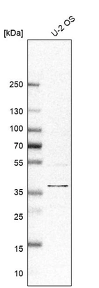 Western blot analysis in human cell line U-2 OS.