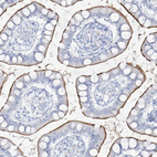 Immunohistochemical staining of human small intestine shows moderate to strong positivity in apical membrane in glandular cells.