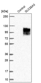 Western blot analysis in control (vector only transfected HEK293T lysate) and SLC26A3 over-expression lysate (Co-expressed with a C-terminal myc-DDK tag (~3.1 kDa) in mammalian HEK293T cells, LY400033).