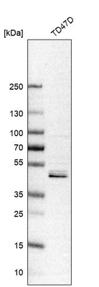 Western blot analysis in human cell line TD47D.