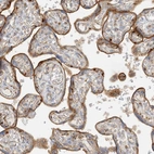 Immunohistochemical staining of human placenta shows moderate membranous positivity in trophoblastic cells.