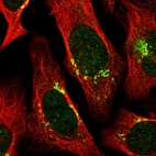 Immunofluorescent staining of human cell line U-2 OS shows localization to nucleoplasm & the Golgi apparatus.