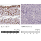 Anti-ELK1 Antibody