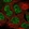 Anti-GAS1 Antibody