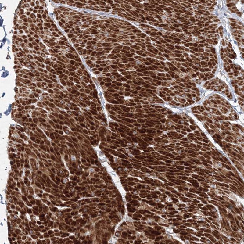 Anti-FAM155B Antibody